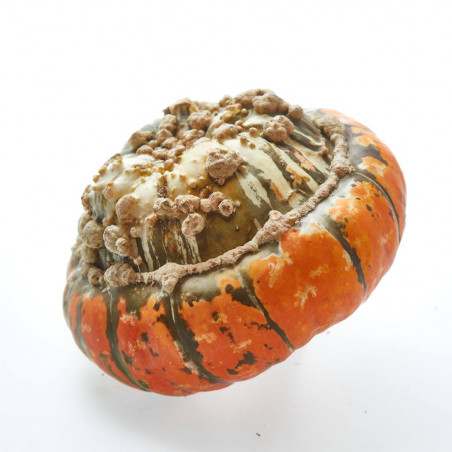 CALABAZA SOMBRERO