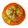CALABAZA SOMBRERO