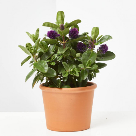 VERÓNICA EXTRA MACETA 13CM