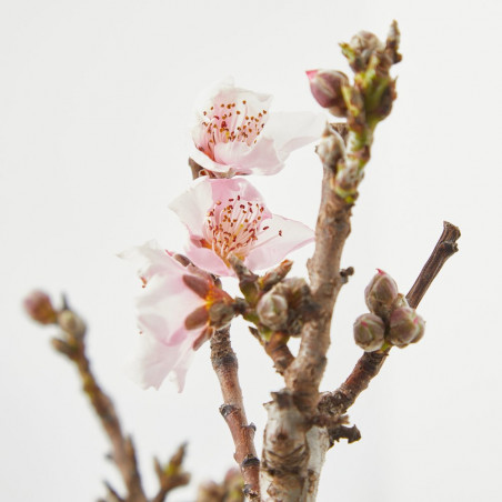 NECTARINO ENANO GARDEN BEAUTY RESIDUO CERO VERDE 5 LITROS