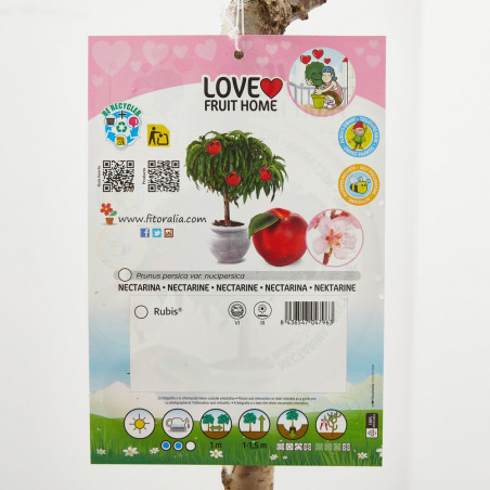 NECTARINO ENANO GARDEN BEAUTY RESIDUO CERO VERDE 5 LITROS