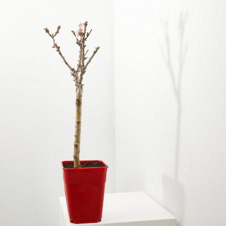 NECTARINO ENANO GARDEN BEAUTY RESIDUO CERO VERDE 5 LITROS