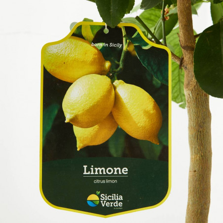 LIMONERO ENANO TERRAZA MACETA 20CM