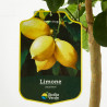 LIMONERO ENANO TERRAZA MACETA 20CM