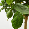 LIMONERO ENANO TERRAZA MACETA 20CM
