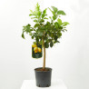 LIMONERO ENANO TERRAZA MACETA 20CM