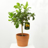 LIMONERO ENANO TERRAZA MACETA 20CM