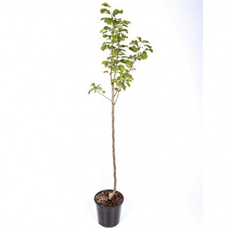 PERAL BLANQUILLA AGUA MACETA 10 LITROS