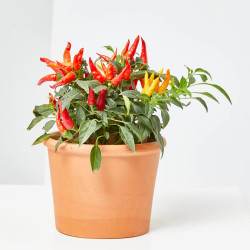 GUINDILLA ORNAMENTAL MACETA 13CM