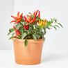 GUINDILLA ORNAMENTAL MACETA 13CM