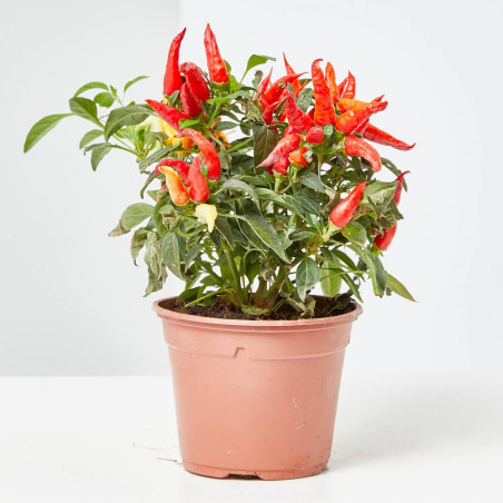 GUINDILLA ORNAMENTAL MACETA 13CM