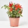 GUINDILLA ORNAMENTAL MACETA 13CM