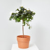 AZALEA 3L COPA