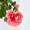 AZALEA 3L COPA