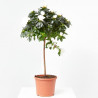 AZALEA 3L COPA