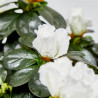 AZALEA 3L COPA