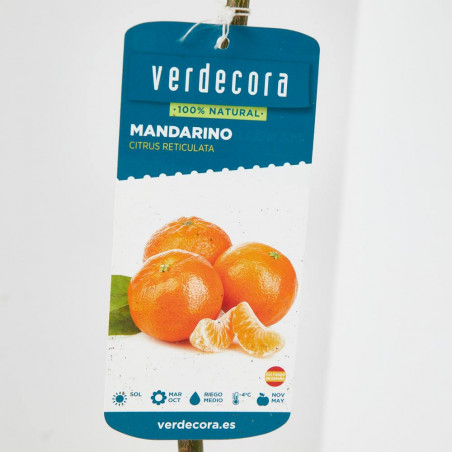 MANDARINO TERRAZA MACETA 20CM