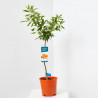 MANDARINO TERRAZA MACETA 20CM