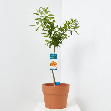 MANDARINO TERRAZA MACETA 20CM