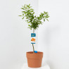 MANDARINO TERRAZA MACETA 20CM