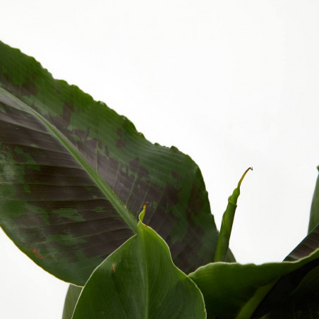 PLATANERA VARIEDADES 5L