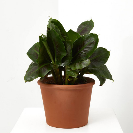 PLATANERA VARIEDADES 5L