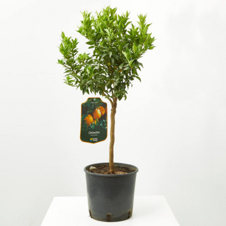 CHINOTTO ENANO TERRAZA MACETA 20CM