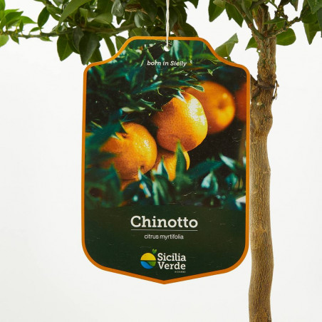 CHINOTTO ENANO TERRAZA MACETA 20CM