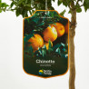 CHINOTTO ENANO TERRAZA MACETA 20CM