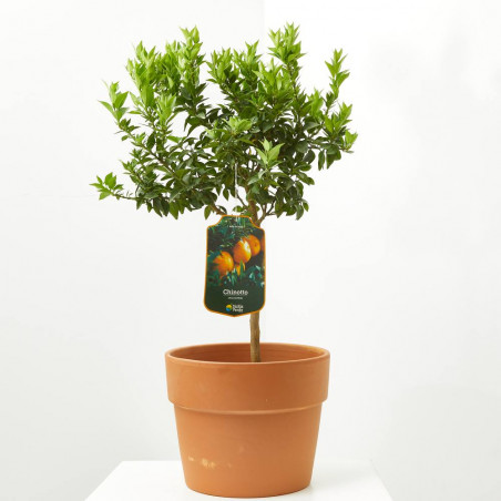 CHINOTTO ENANO TERRAZA MACETA 20CM