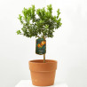 CHINOTTO ENANO TERRAZA MACETA 20CM