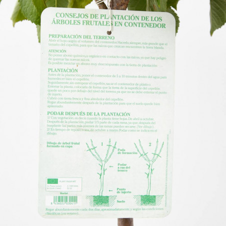 CEREZO BURLAT MACETA 10L