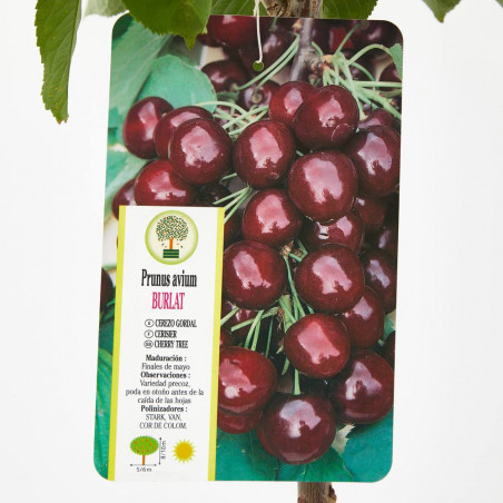 CEREZO BURLAT MACETA 10L