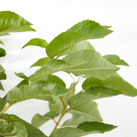 CEREZO BURLAT MACETA 10L