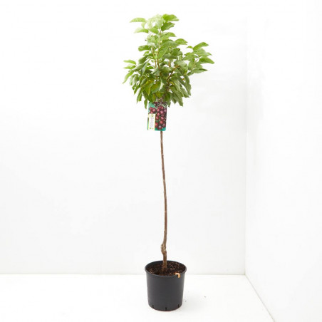 CEREZO BURLAT MACETA 10L