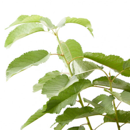 CEREZO PICOTA MACETA 10L