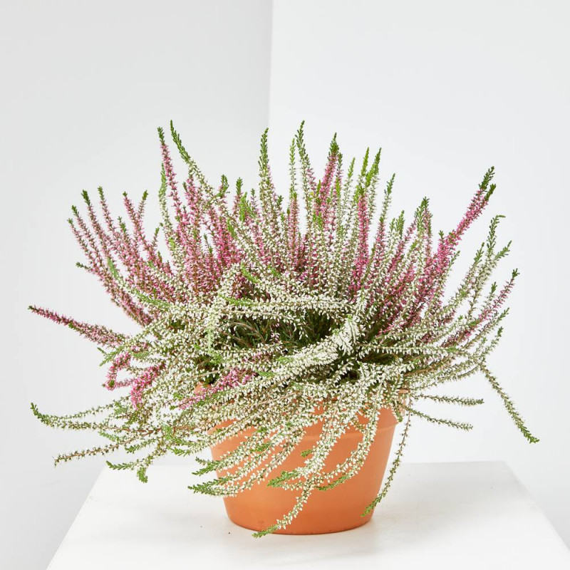 CALLUNA BICOLOR MACETA 15CM