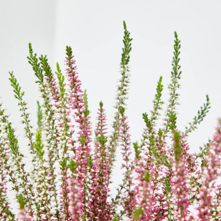 CALLUNA BICOLOR MACETA 15CM