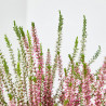 CALLUNA BICOLOR MACETA 15CM