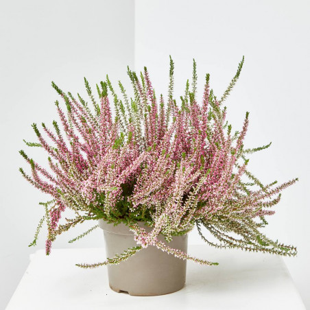 CALLUNA BICOLOR MACETA 15CM