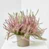 CALLUNA BICOLOR MACETA 15CM