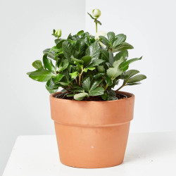 HELLEBORUS MACETA 15CM