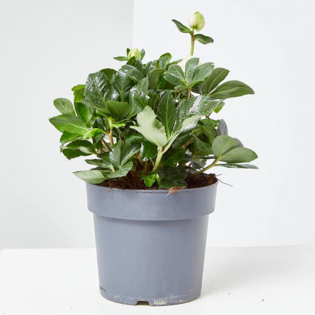 HELLEBORUS MACETA 15CM