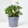 HELLEBORUS MACETA 15CM