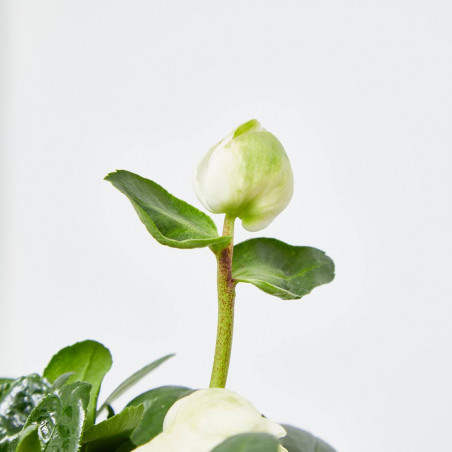 HELLEBORUS MACETA 15CM