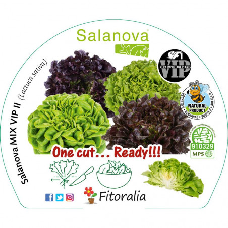 LECHUGA SALANOVA MIX VIP I