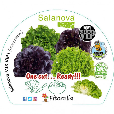 LECHUGA SALANOVA MIX VIP II
