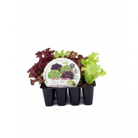 LECHUGA SALANOVA MIX VIP II