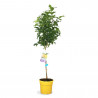 LIMONERO FINO MACETA 10L