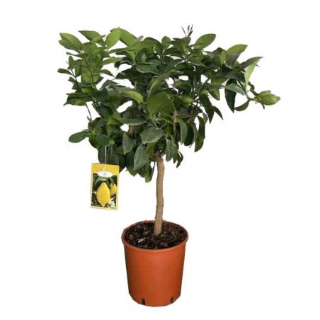 LIMONERO COPA MACETA 20CM